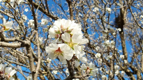 Wallpaper Mural Branches of blooming almond tree with White flowers on the foreground on Blurred Background in Italy.. Concept of early spring Torontodigital.ca