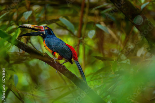 Collared aracari toucan resting on branch © Raul