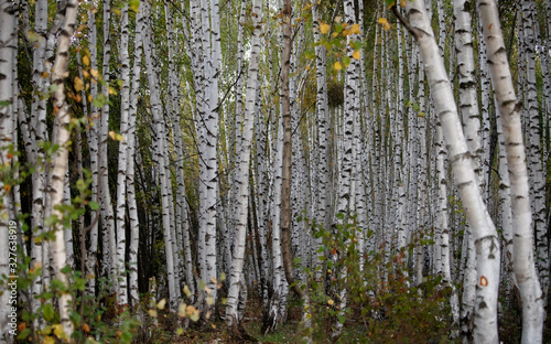 Lots of birch trunks in Russia