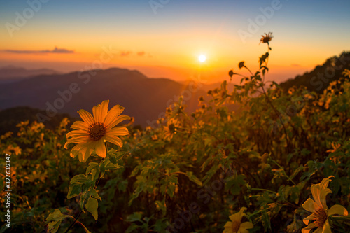 Mexican sunflower   Tung Bua Tong flower  in sunset sky on hill  Mae hong son Province  Thailand.