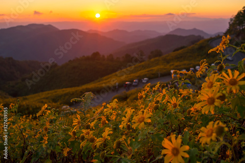 Mexican sunflower ( Tung Bua Tong flower) in sunset sky on hill, Mae hong son Province, Thailand.
