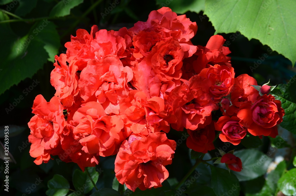 Bouquet of fresh delicate vivid red roses and blurred green leaves in a garden towards clear blue sky in a sunny summer day, beautiful outdoor floral background photographed with soft focus Bouquet of fresh delicate vivid red roses and blurred green leaves in a garden towards clear blue sky in a sunny summer day, beautiful outdoor floral background photographed with soft focus