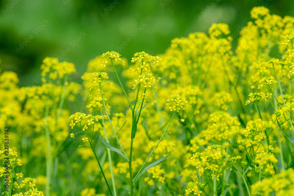 Many small yellow flowers of rapeseed in a garden in a sunny summer day, beautiful outdoor floral background photographed with soft focus Many small yellow flowers of rapeseed in a garden in a sunny summer day, beautiful outdoor floral background photographed with soft focus