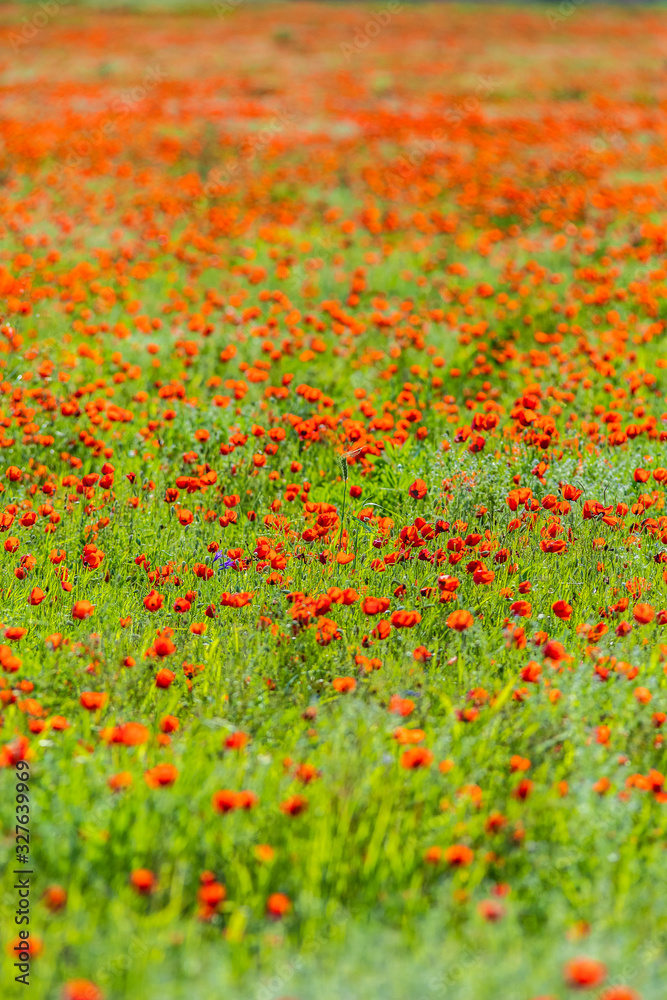 poppy field. blooming poppies. poppy background. poppy spring