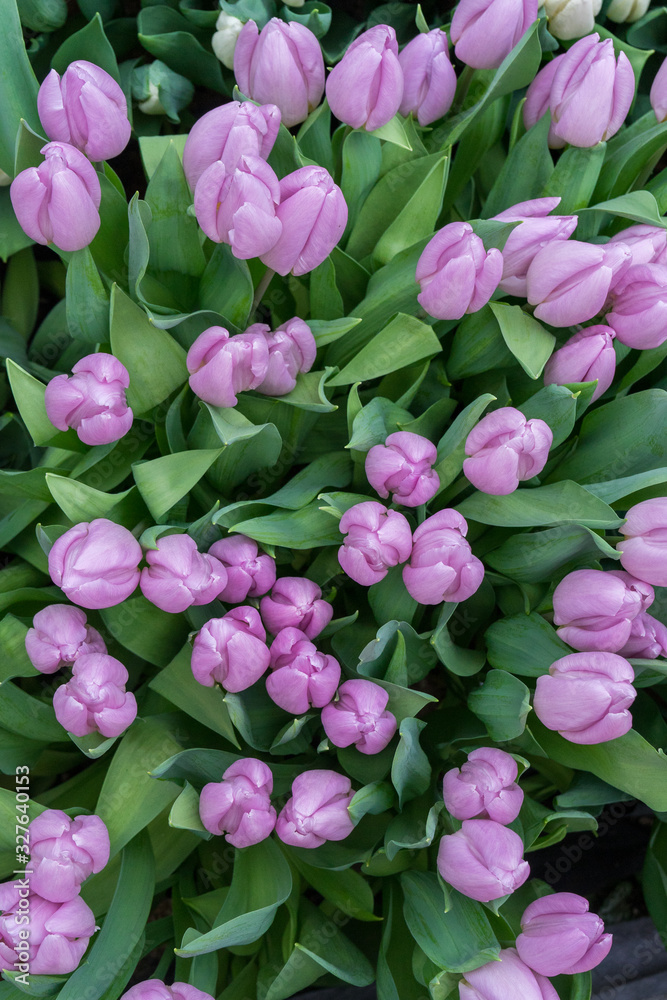 Delicate purple tulips in lush of fresh greenery top view. Floral vertical natural background as blank for design. Concept of women's day, mother's day, birthday, Valentine's Day Delicate purple tulips in lush of fresh greenery top view. Floral vertical natural background as blank for design. Concept of women's day, mother's day, birthday, Valentine's Day