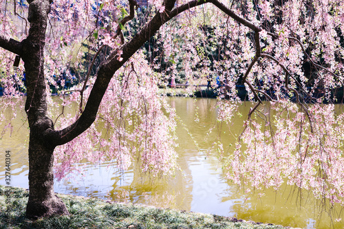 View of the Japanese Garden at Brooklyn Botanic Garden, New York City. photo