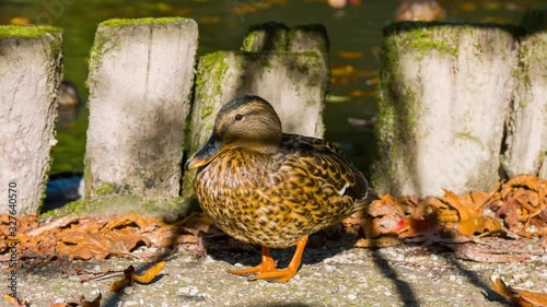 A Hawaiian Duck Standing Beside The Pond In Arboretum On A Sunny Summer Day -closeup shot photo