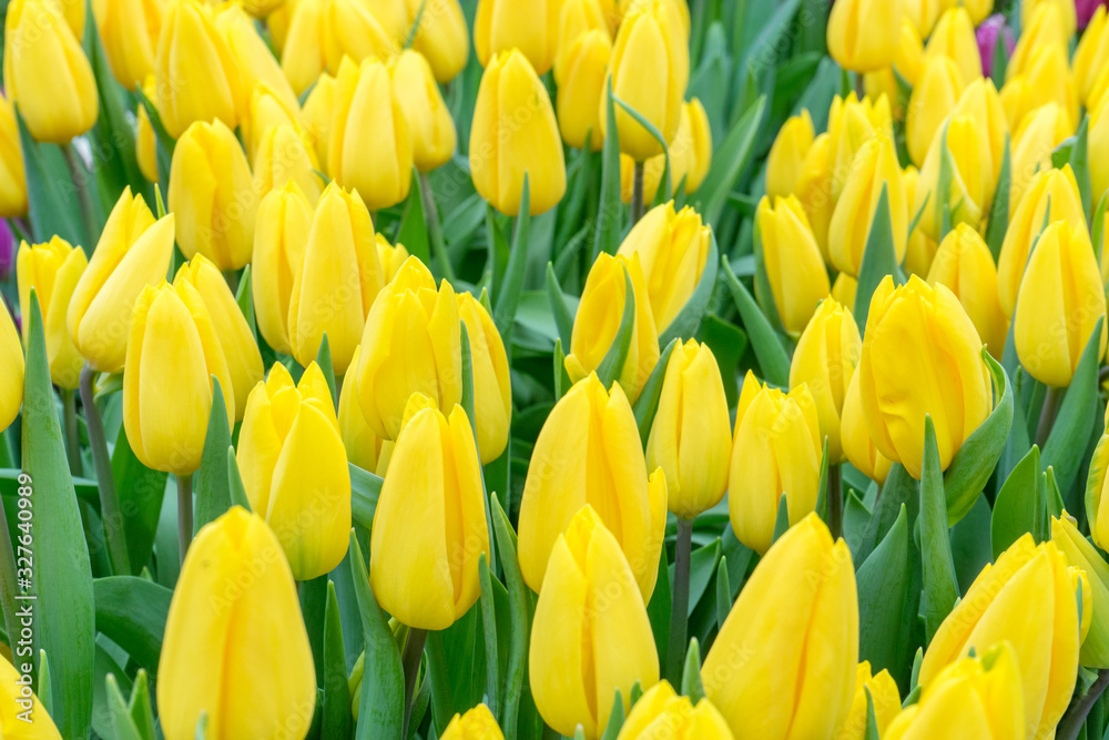 Elegant unopened yellow tulips in bright fresh greenery close up. Spring nature background for web banner and card design. soft focus Elegant unopened yellow tulips in bright fresh greenery close up. Spring nature background for web banner and card design. soft focus