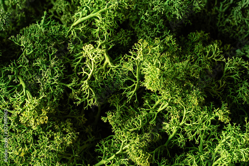 Moss background. Rangiferina moss. Macro. Top view