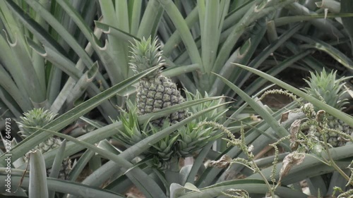 pineapple farm closeup shot slowmotion photo