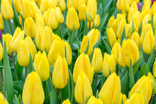 Elegant unopened yellow tulips in bright fresh greenery close up. Spring nature background for web banner and card design. soft focus