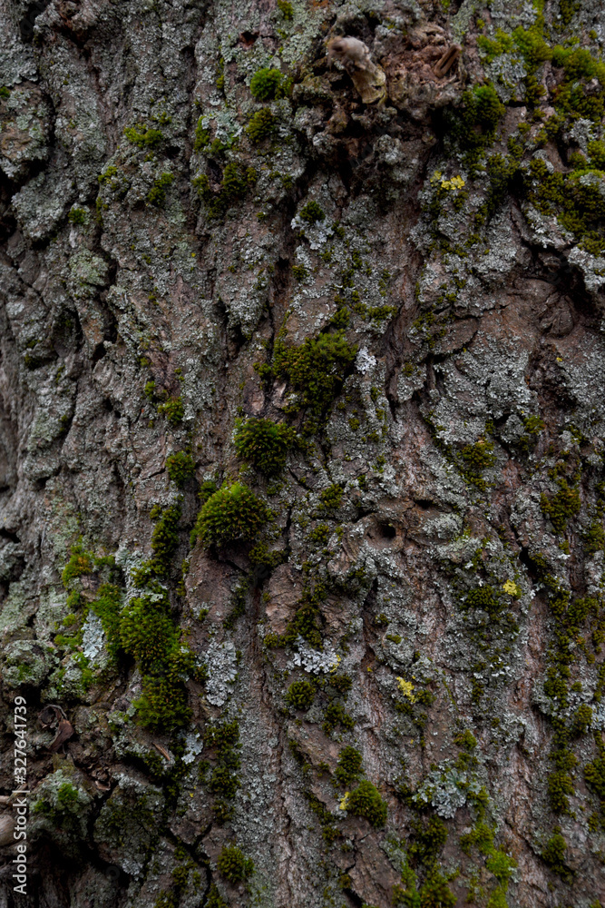 Tree bark close-up, green moss grows on a tree. Moss grows on the gray bark of a tree. Tree bark close-up, green moss grows on a tree. Moss grows on the gray bark of a tree.