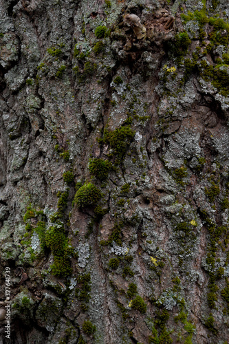 Tree bark close-up, green moss grows on a tree. Moss grows on the gray bark of a tree.