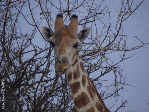 Plakat a giraffe in the steppe