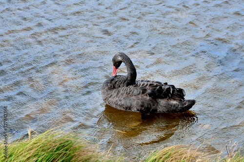 Beautiful wild black swan on the sea at Plougrescant in Brittany. France photo