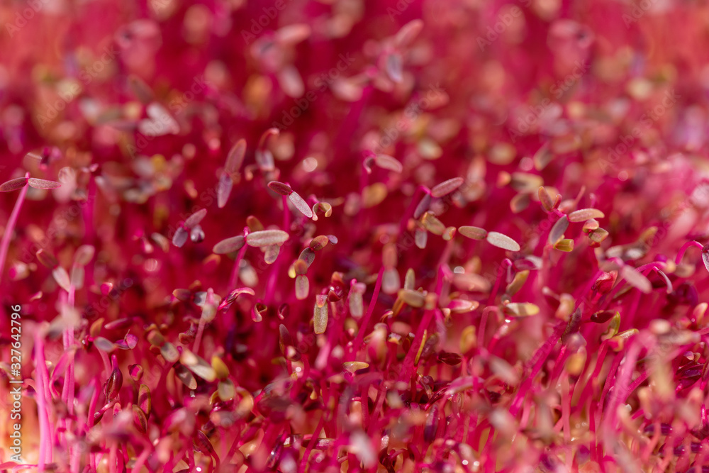 Macro red amaranth microgreens. Fresh natural organic product Macro red amaranth microgreens. Fresh natural organic product