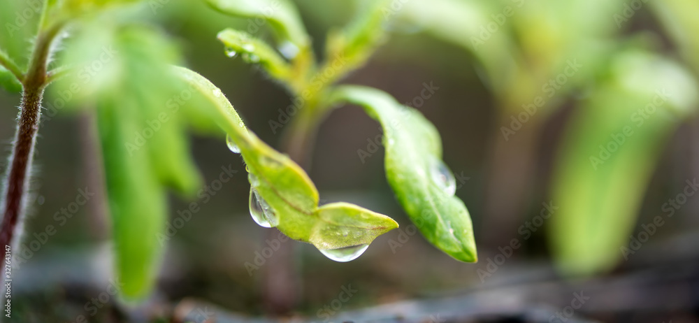 Water drop on a leaf macro shot. Fresh natural organic product