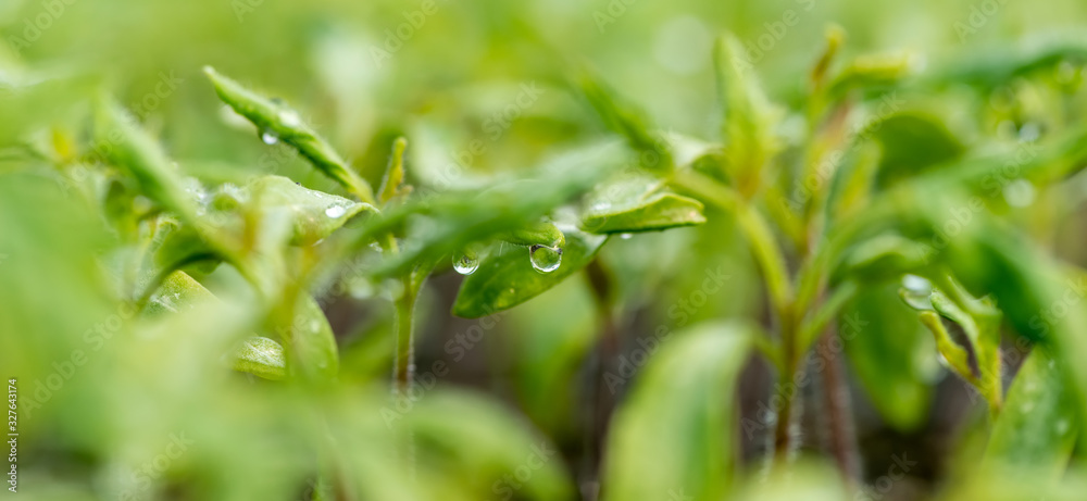 Water drop on a leaf macro shot. Fresh natural organic product