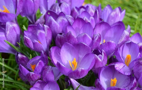 Purple crocus in spring.