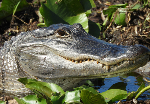 closeup of a alligator