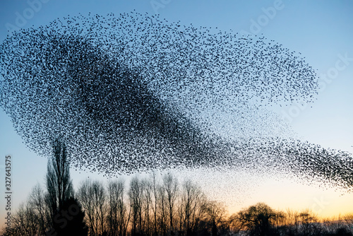 Beautiful large flock of starlings. A flock of starlings birds fly in the Netherlands. During January and February, hundreds of thousands of starlings gathered in huge clouds. photo