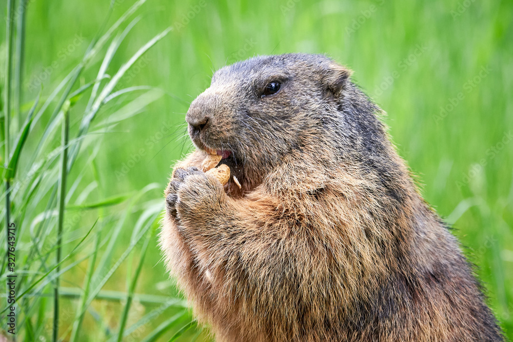 Alpine Marmot Eating Peanuts (Marmota marmota)