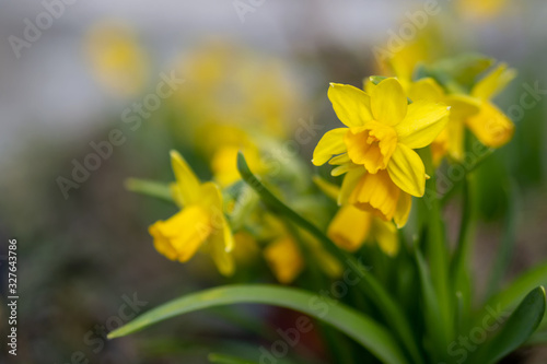 Amazing Yellow Daffodils flower field in the morning sunlight. The perfect image for spring background, flower landscape
