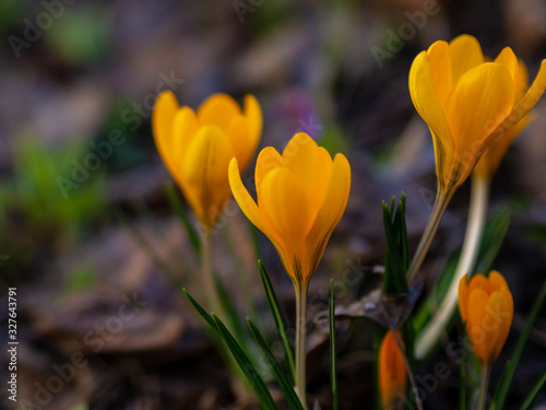 Yellow crocuses in the early spring at the cottage