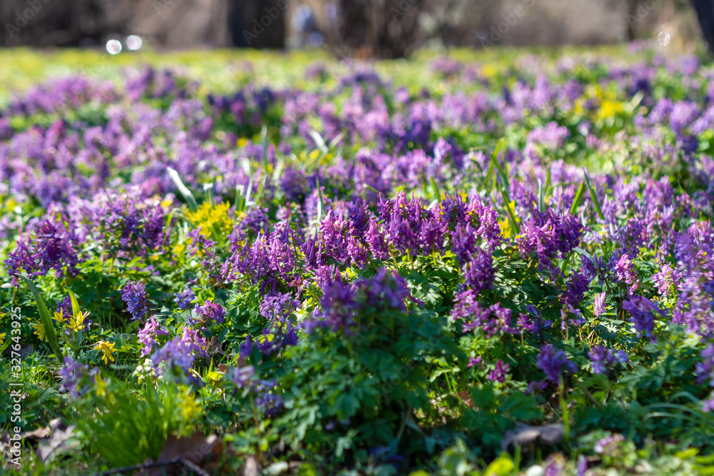 flowers of spring fumewort. Corydalis solida