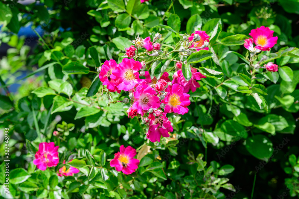 Large green bush with fresh vivid pink roses and green leaves in a garden in a sunny summer day, beautiful outdoor floral background photographed with soft focus Large green bush with fresh vivid pink roses and green leaves in a garden in a sunny summer day, beautiful outdoor floral background photographed with soft focus