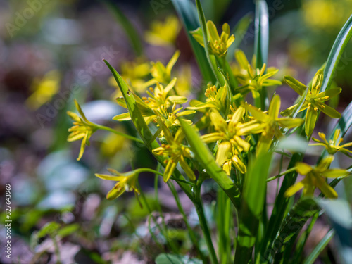 yellow flower Gagea in the forest. beautiful spring forest flower. spring season. yellow flower goose bow on spring.