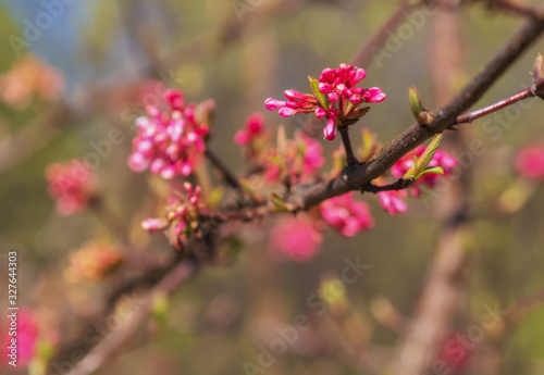Red spring flowers with blurred background