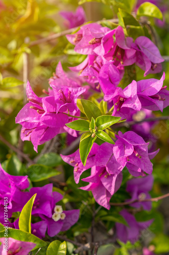Tropical pink bougainvillea shrub flower with green leaf