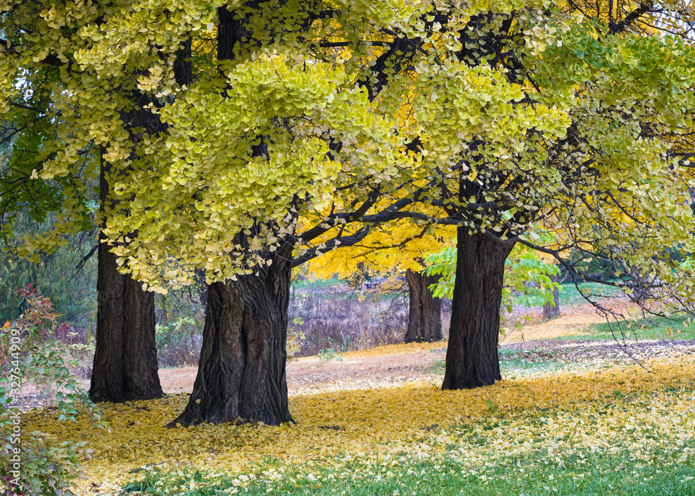 An amazing tree of prehistoric origin, the ginkgo, or maidenhair tree turns a brilliant yellow-gold during the autumn season.