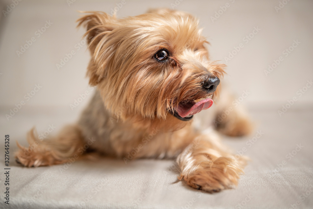 Yorkshire terrier portrait in the studio. Photographed close-up. Yorkshire terrier portrait in the studio. Photographed close-up.