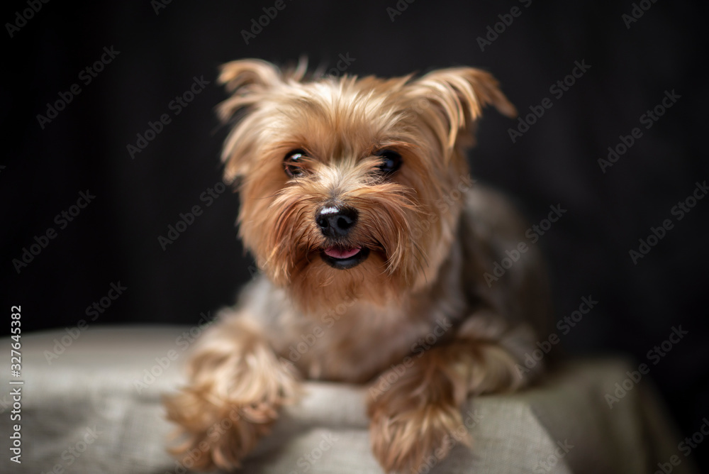 Yorkshire terrier portrait in the studio. Photographed close-up.