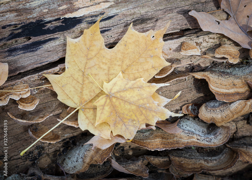Fallen leaves collect in natural patters on the floor of the autumn forest. Fallen leaves collect in natural patters on the floor of the autumn forest.