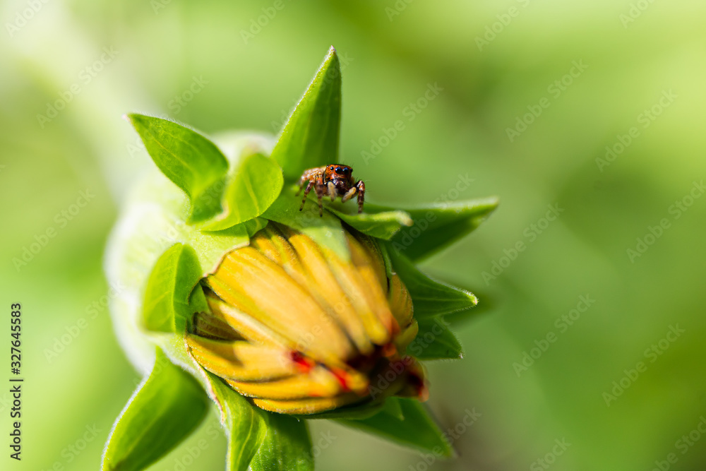 Macro spider wildlife beautiful color nature Macro spider wildlife beautiful color nature