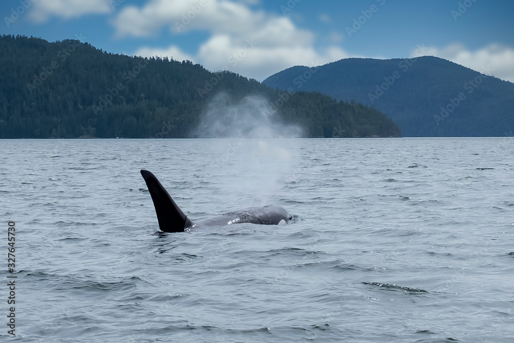 Fototapeta premium Killer whale in Tofino mountains in background, view from boat on a killer whale