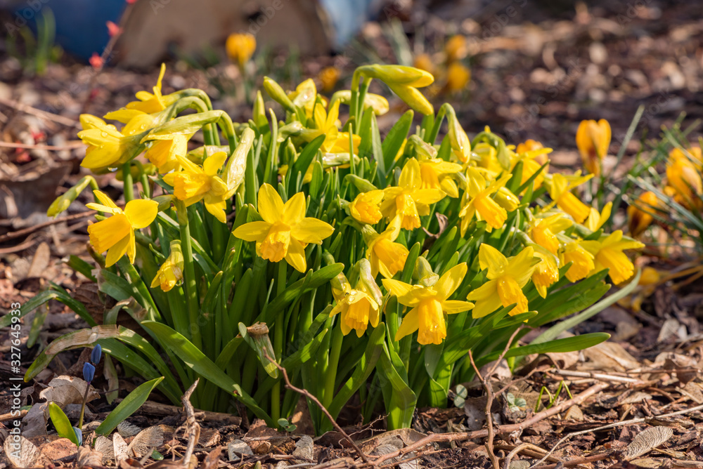 Obraz premium Daffodils flower in spring in the park