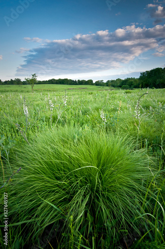 Sunset light on prairie dropseed grass and wild indigo. photo