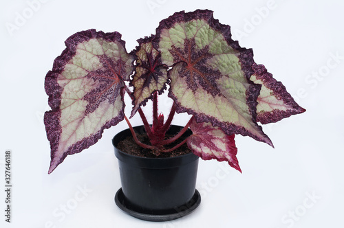 begonia rex on a white background