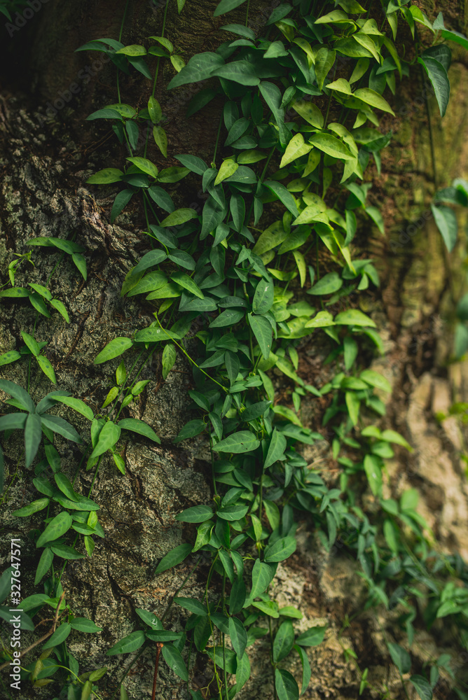 A tropical plant weaves through a tree. Tropical background frontal view. Background with space for text. A tropical plant weaves through a tree. Tropical background frontal view. Background with space for text.