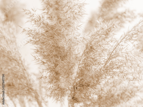 Obraz na plátně Dry beige reed on a white wall background