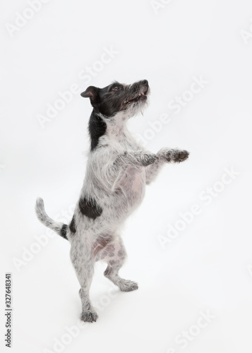 Jack Russell Terrier steht auf den Hinterbeinen, Studiofoto vor weißem Hintergrund als Freisteller