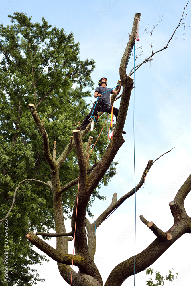Fototapeta premium Arborist on tree top, rigging branches for removal. Professional tree-cutter.