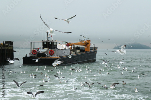 Gaviotas volando detrás del barco en busca de alimento