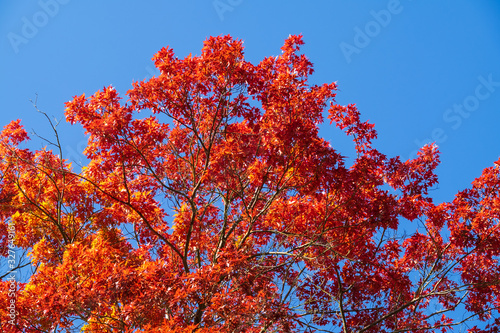Rotes Herbstlaub
