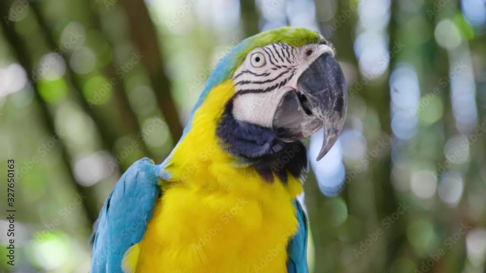 Blue yellow macaw parrot golden macaw parrot. Ara ararauna. Neotropical parrots macaws. Blue parrot bird. Blue macaw ara animal. Blue macaw parrot colorful 4k slowmotion Blue yellow macaw parrot golden macaw parrot. Ara ararauna. Neotropical parrots macaws. Blue parrot bird. Blue macaw ara animal. Blue macaw parrot colorful 4k slowmotion