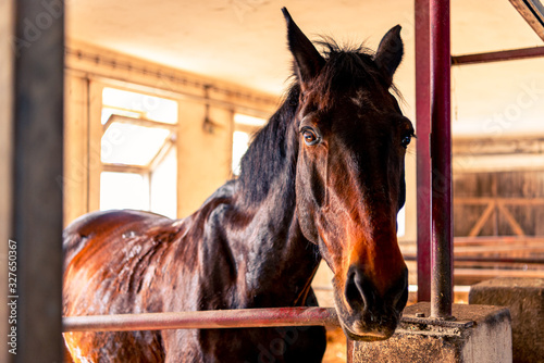 Horse in the stable. A brown horse stands in a stall. Horse's head